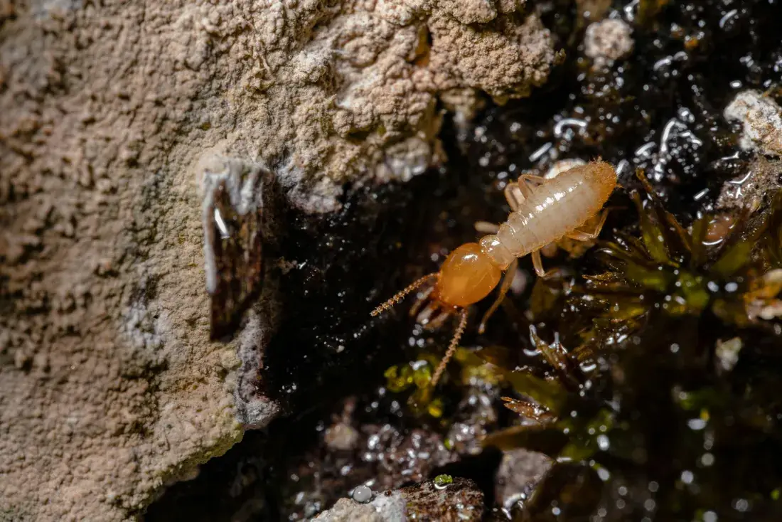 Close-up of a termite found during a property inspection